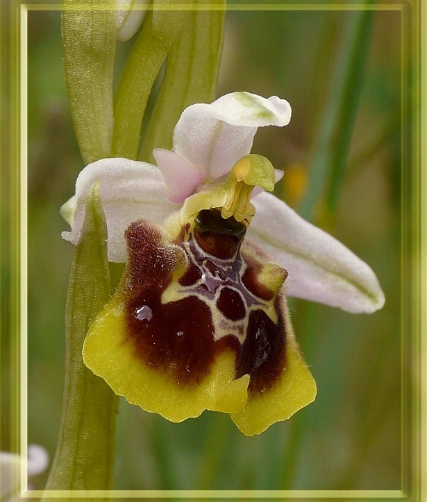 Ophrys holosericea subsp. gracilis